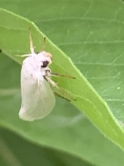 Ponometia erastrioides