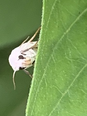 Ponometia erastrioides