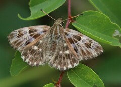 Muschampia orientalis