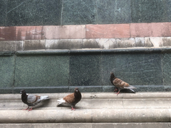Columba livia domestica