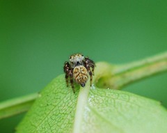 Salticidae