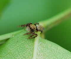 Salticidae