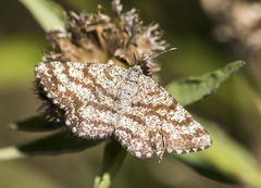 Ematurga atomaria