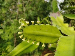 Euphorbia vajravelui
