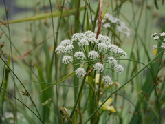 Cicuta virosa
