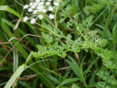 Cicuta virosa