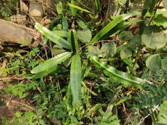 Euphorbia vajravelui