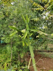 Euphorbia vajravelui