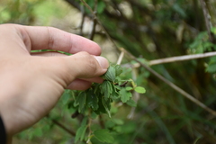 Spiraea tatakaensis