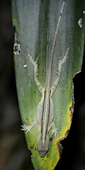 Anolis fuscoauratus