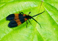 Calopteron discrepans