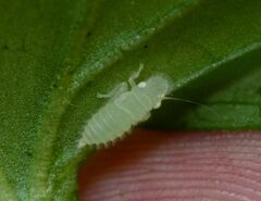 Paraulacizes irrorata