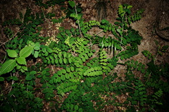 Astragalus glycyphylloides