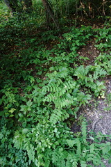 Astragalus glycyphylloides