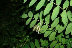 Astragalus glycyphylloides