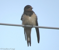 Hirundo rustica
