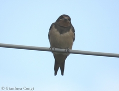 Hirundo rustica