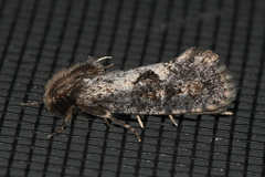 Acrolophus popeanella