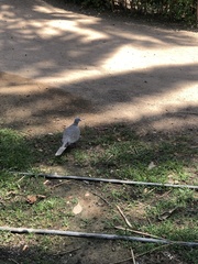 Streptopelia decaocto