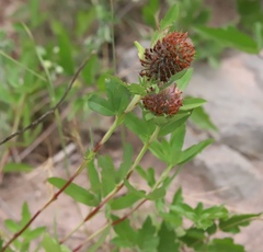 Trifolium rubens