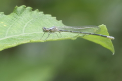 Coenagrion puella