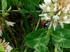 Coccinella septempunctata