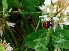 Coccinella septempunctata