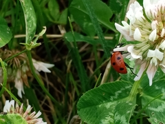 Coccinella septempunctata