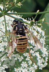 Temnostoma vespiforme