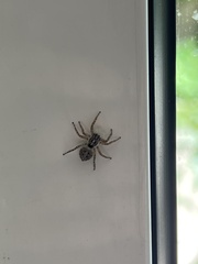 Menemerus semilimbatus