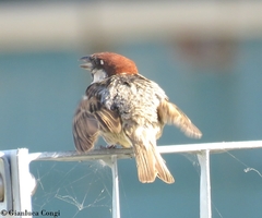 Passer hispaniolensis