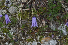 Campanula excisa