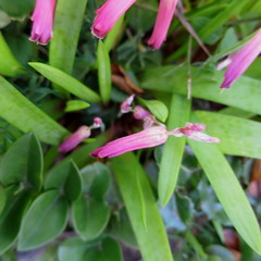 Lachenalia punctata