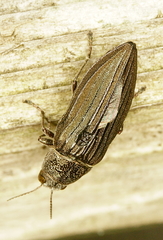 Buprestis striata