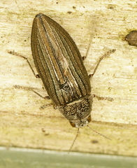 Buprestis striata