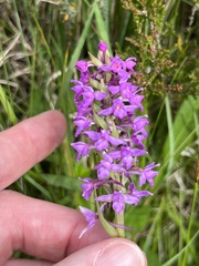 Gymnadenia borealis
