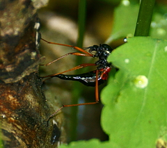 Tanyptera dorsalis