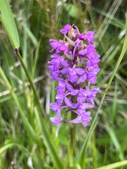 Gymnadenia borealis