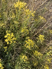 Descurainia bourgaeana