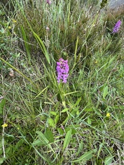Gymnadenia borealis