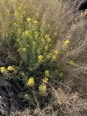 Descurainia bourgaeana