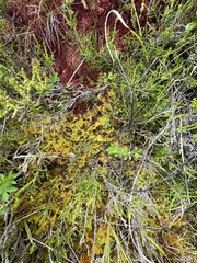 Gymnadenia borealis