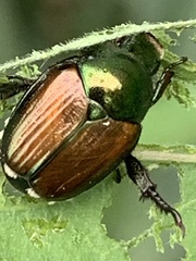 Popillia japonica