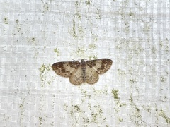 Hydrelia condensata