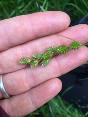Carex projecta