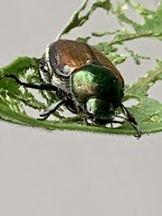 Popillia japonica