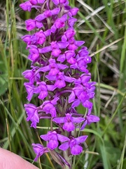 Gymnadenia borealis