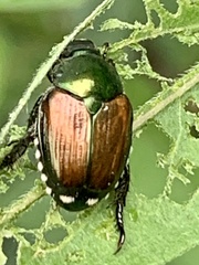Popillia japonica