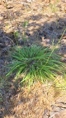 Barkworthia stillmanii