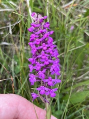 Gymnadenia borealis